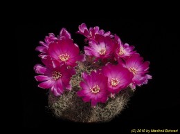 Sulcorebutia tarabucoensis ssp. hertusii JD330-6 2044